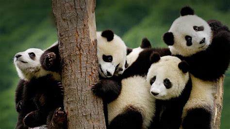 Hd Wallpaper Panda China Bamboo Zoo Bear Endangered Animal