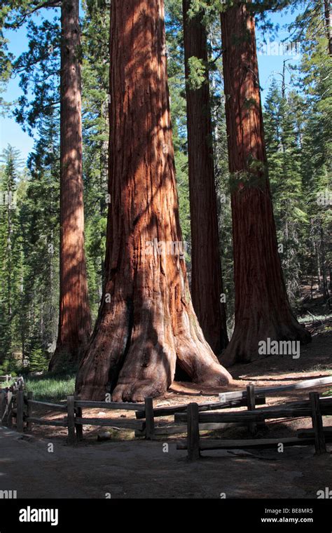 A Group Of Giant Sequoias In Mariposa Grove Part Of Yosemite National