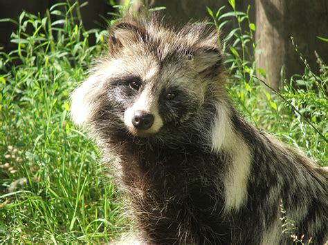 40 Interesting Raccoon Dog Facts That You Never Knew About