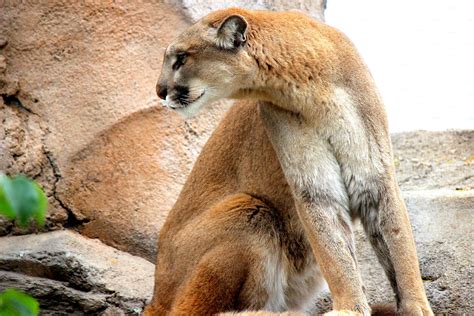 Northern Frontier Mountain Lion Zoochat