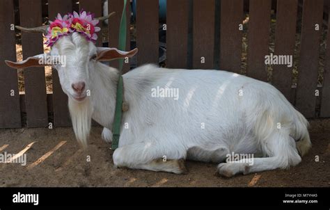 Goat Laying Down Hi Res Stock Photography And Images Alamy