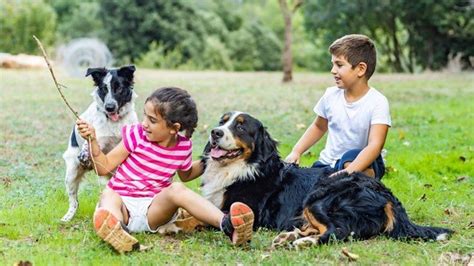 How To Let Kids And Pets Play Safely Together Evergreen Veterinary Hospital