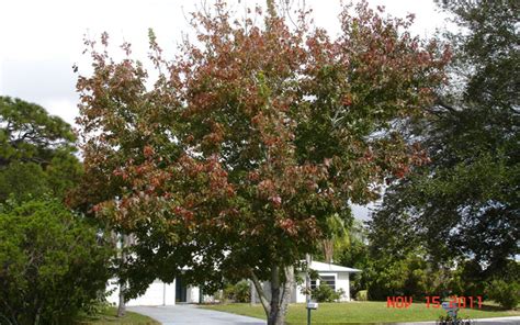 Florida Maple Tree For Sale North Fort Myers