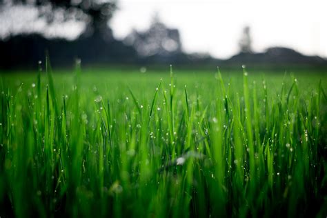3840x2160 Resolution Shallow Focus Photography Of Green Grasses