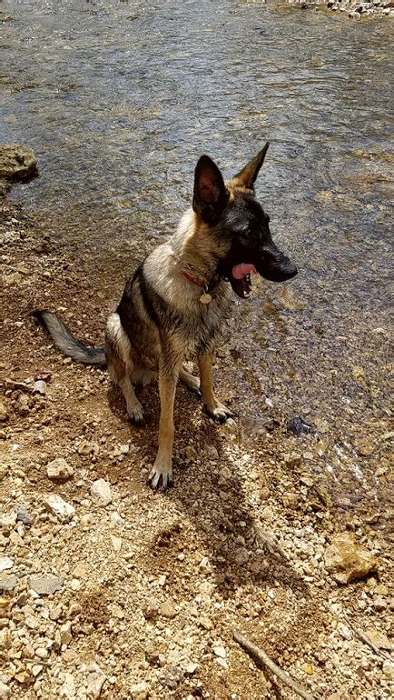 Ruger Hanging Out At The Creek  On Imgur