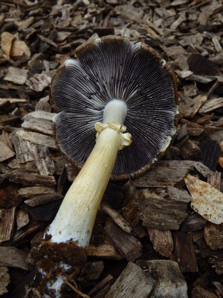 King Stropharia Clemson Stropharia Rugoso Annulata Mushroom