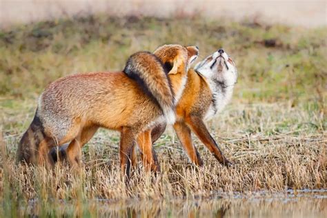 Foxes Mating Fox Mating Habits And Behavior All Things Foxes