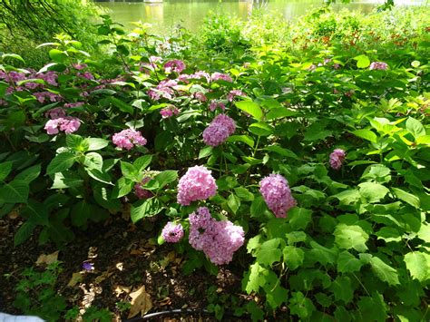 Hortensias GARTEN JARDIN