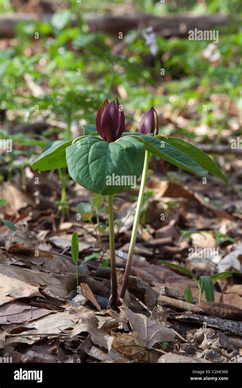 Toad Trillium Toadshade Sessile Flowered Wake Robin In Flower