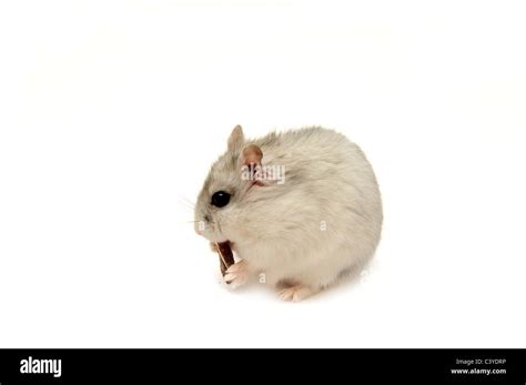 Hamster Isolated On The White Background Stock Photo Alamy