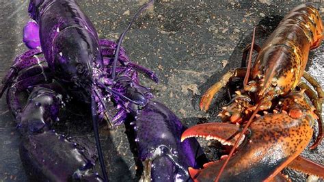 Maine Lobsterman Catches Extremely Rare Purple Lobster