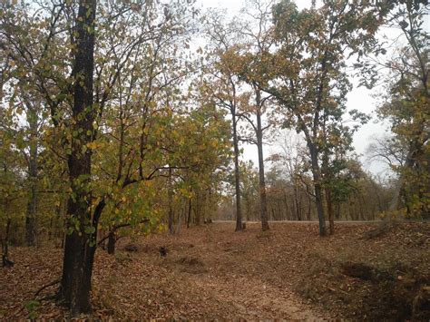 The malayan tiger is a tiger from a specific population of the panthera tigris tigris subspecies that is native to peninsular malaysia. Go Heritage Run - Pench Hotels 2019 - Go Heritage Runs ...