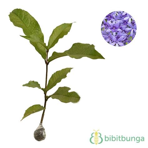 Queen's wreath rejection 'wounded' harry: Tanaman Petrea Biru (Blue Queen's Wreath) - BibitBunga.com