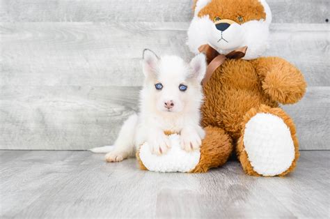 So for those who are interested in exploring ohio with a furry traveling companion, be sure you visit columbus, ohio! Pomsky puppies for sale | Small cross puppies breeds for ...