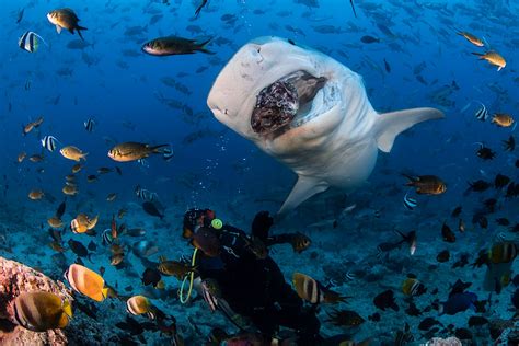 Shark Diving In Fijis Beqa Lagoon Lonely Planet