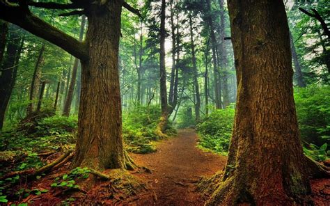 Hutan Hijau Suasana Hati · Foto Gratis Di Pixabay