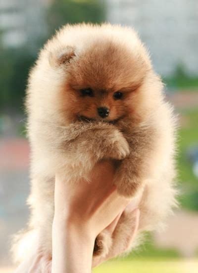 Red Pomeranian Puppy Ive Always Wanted One Cute Animals