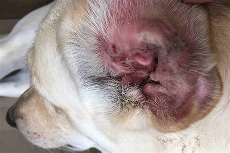 Disorders Of The Outer Ear In Dogs Symptoms Causes Diagnosis