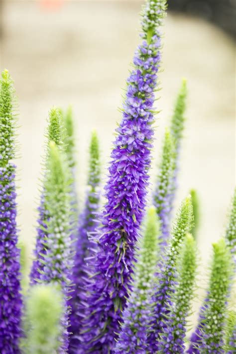 Maybe you would like to learn more about one of these? Langblättriger Garten-Ehrenpreis - Veronica longifolia ...