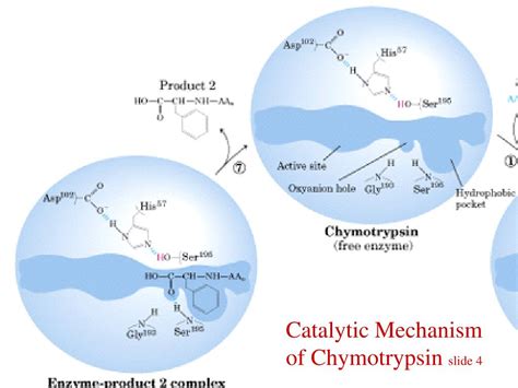 Ppt Catalytic Mechanism Of Chymotrypsin Slide Powerpoint