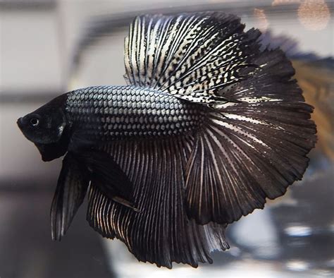 Black Orchid Betta Black Orchid Betta Explore Tumblr Posts And Blogs