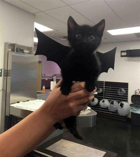 Bat Cat Aww