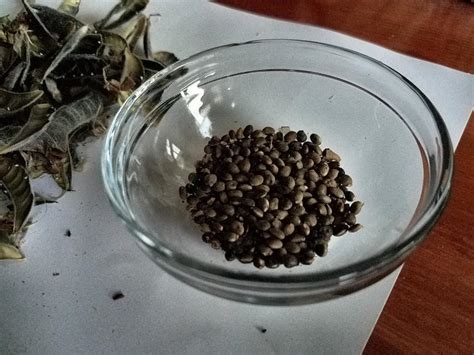 Will post my trade list in a few days. Why You Need to Grow Lupines - Wild Homesteading