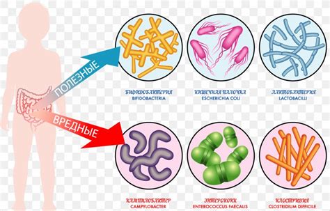 Top 152 Gut Microbiota Cartoon