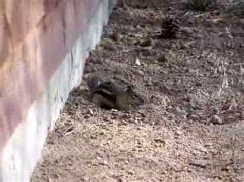 What Animal Digs A Big Hole In The Ground - what animal digs a big hole in the ground