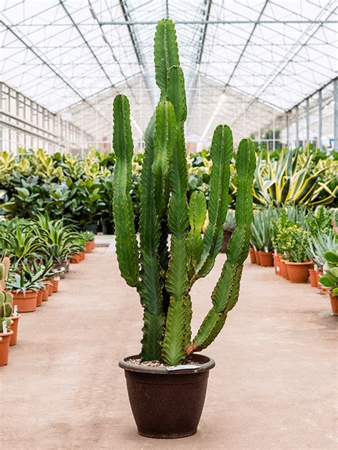 Euphorbia Ingens Cowboy Cactus 140cm Plant Store