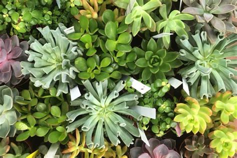 This is why many visitors from out of town come to see what the city has to offer. Casey's Garden Shop & Florist : We put the "Bloom" in ...