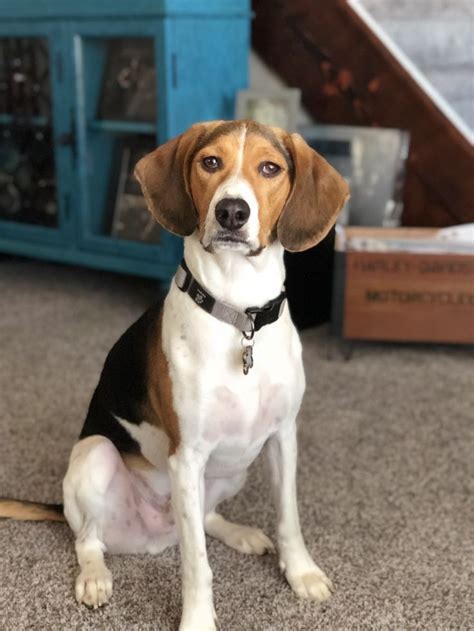Paulie The Beagle Fox Hound Mix The Fox And The Hound Beagle Mix Pets