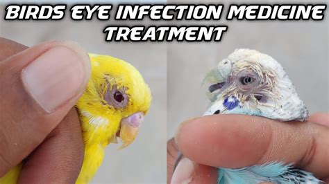 Birds Eye Infection Medicine And Live Treatment தமிழில் Fancy Birds