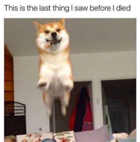 These Dog Memes Are Ruff 30 Pics