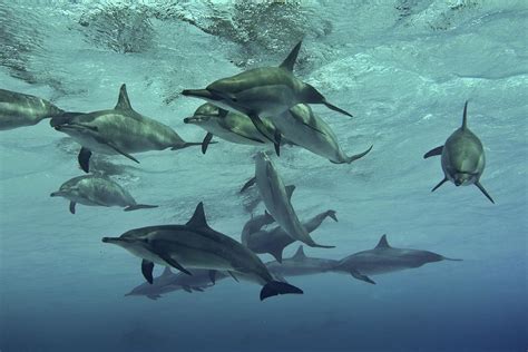 Pod Of Wild Spinner Dolphins By Peter J Bardsley