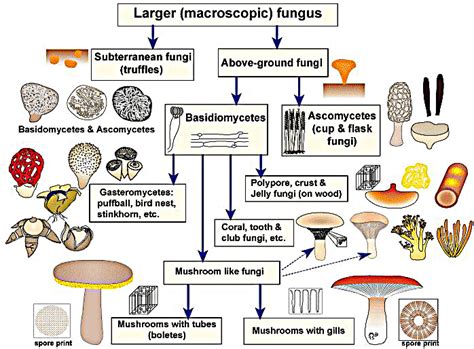 Los 22 Tipos De Hongos Mas Comunes Y Sus Caracteristicas Images