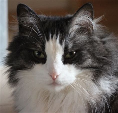 This breed has the appearance of a wild animal, but his affectionate nature and intelligence will instantly put you at ease. Fluffy Cat Breeds - Cat Breeds Encyclopedia
