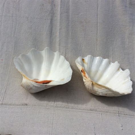 Two Large White Sea Shells Chairish