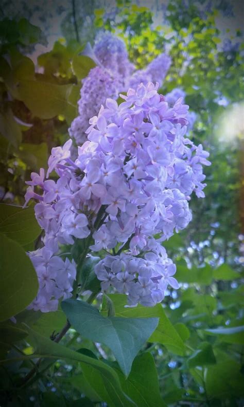 We did not find results for: Aww the smell of Lilacs | Beautiful flowers, Purple garden ...