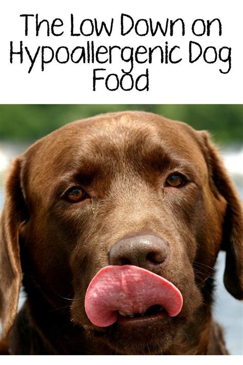 Find out whether one is right for you. The Low Down on Hypoallergenic Dog Food (With images ...