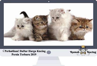 Mata biru dan warna putih umumnya membuat kucing ini. Kucing Anggora Harga 100 Ribu - 10 Jenis Kucing Termahal ...