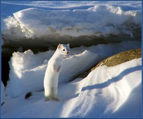 Snow White Weasel For The Monday Wildlife Pictures National