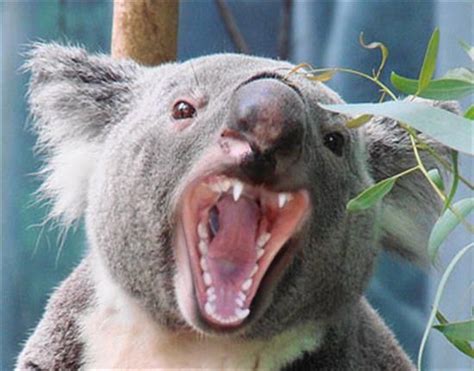 Koalas Arent As Cute And Cuddly As They Look Drop Bear Koala Bear