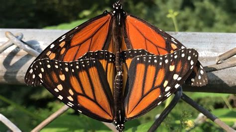mating monarch butterflies youtube