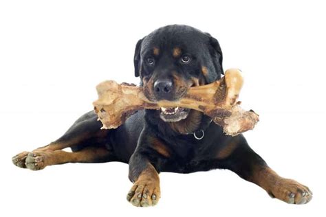 The cats are mean trope as used in popular culture. Can Rottweilers Chew on Bones? - Embora Pets