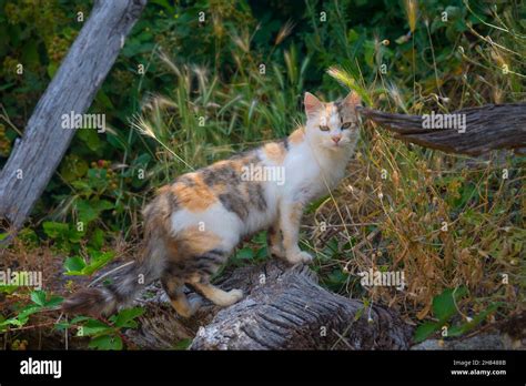 Calico Cats High Resolution Stock Photography And Images Alamy
