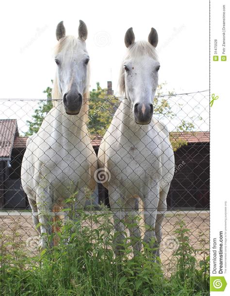 Two White Horses Stock Photo Image Of Stand Mouth Animals 31475528