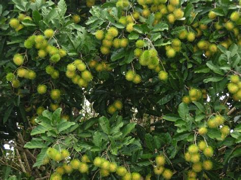 Polynesian Produce Stand Yellow Rambutan Rare Tropical Fruit Tree