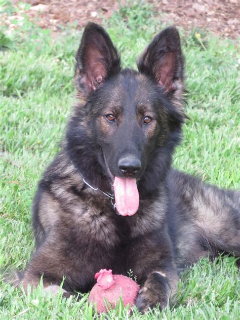 Nice germany shepherd male for sale age 6 months all vaccination is done. German Shepherd Puppies For Sale In Missouri - CENTURY ...