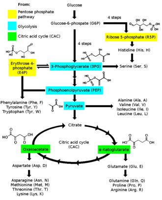 Make sure you get the right amount of each. Anabolism - Wikipedia
